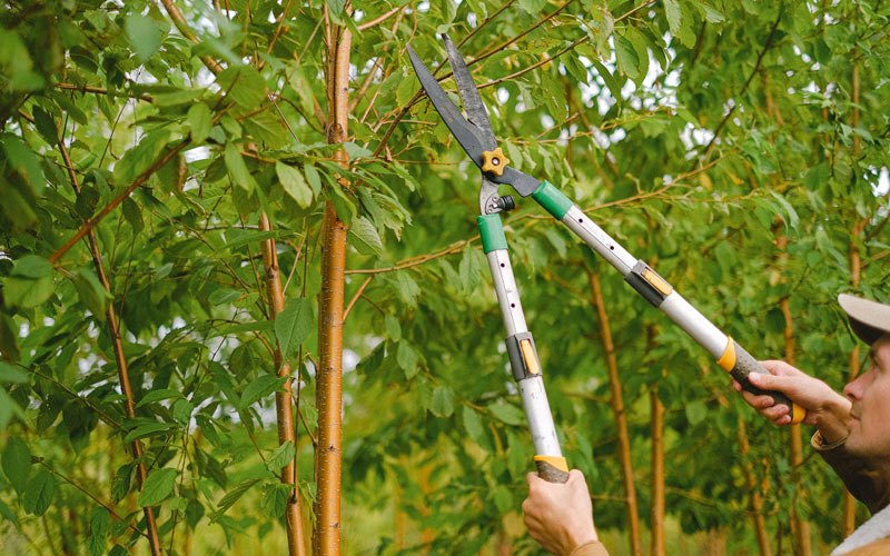 Tree trimming in Venango, NE